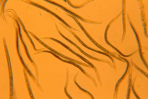 Nematoden. Klick führt zu Großansicht in neuem Fenster.