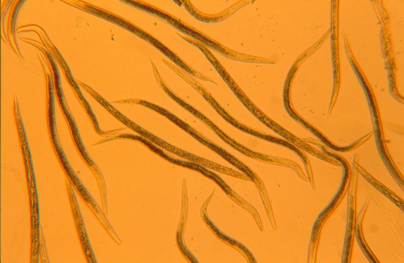 Nematoden (Heterorhabditis spp., Steinernema spp.)