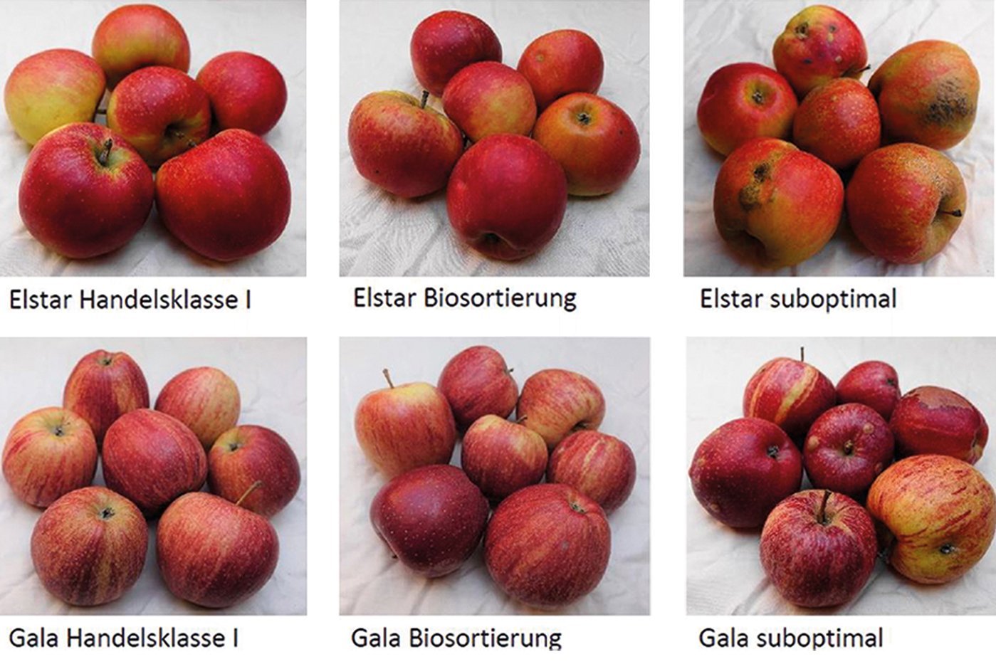 Verschiedene Sortierungen der Apfelsorte Elstar