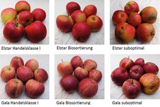 Verbraucherpräferenzen für (Bio-)Äpfel mit unterschiedlichen Schalenqualitäten