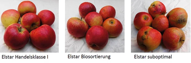 Handelssortierungen der Sorte Elstar