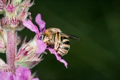 Blutweiderich-Langhornbiene (Eucera salicariae, LEPELETIER, 1841)