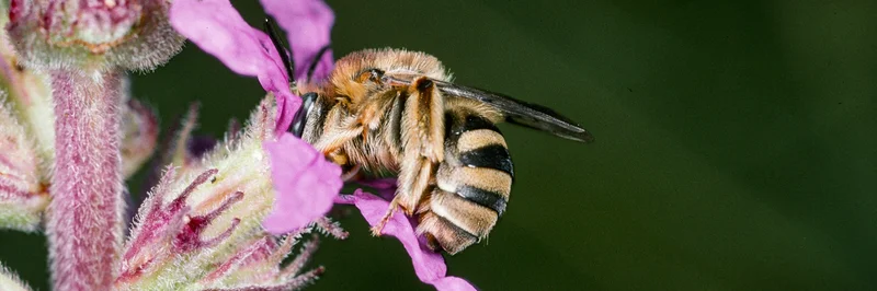 Blutweiderich-Langhornbiene.