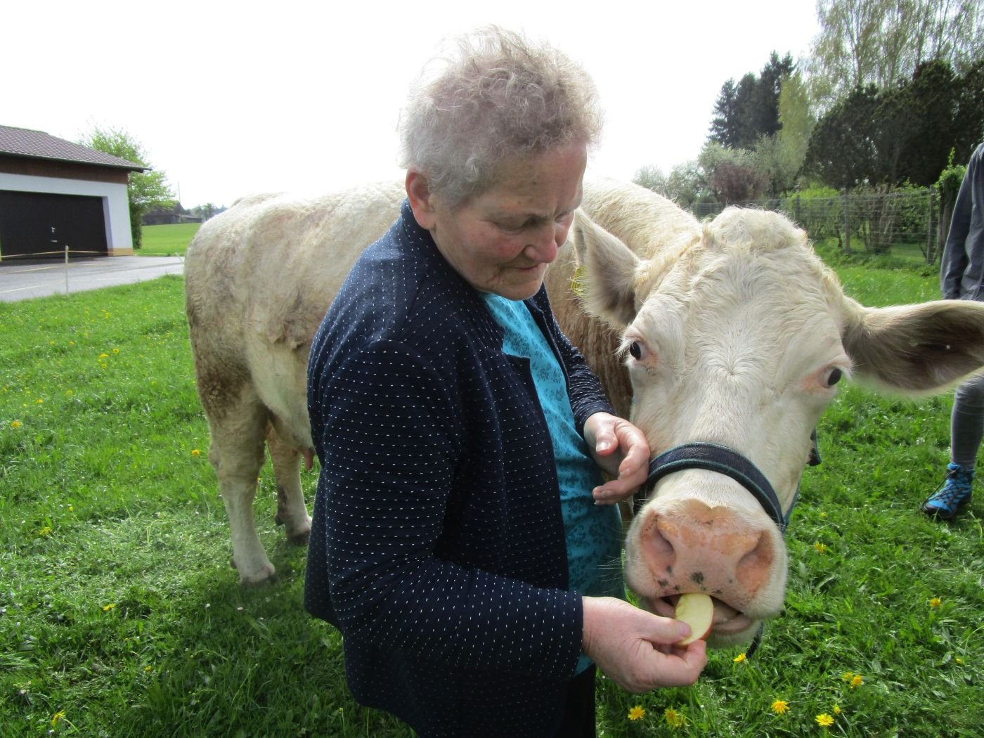 Jemand füttert eine Kuh mit einem Apfel