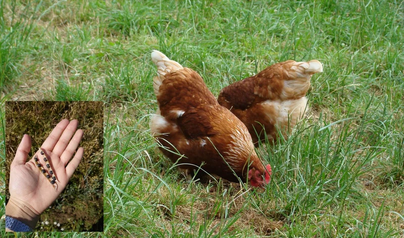 Saatwickenkörner als eiweißreiches Futtermittel für Monogastrier