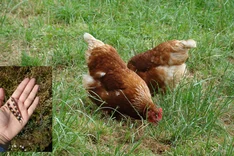 Saatwickenkörner als eiweißreiches Futtermittel für Monogastrier