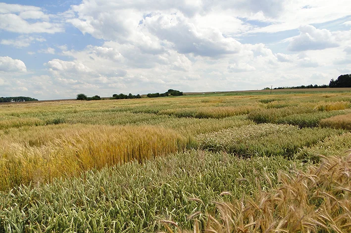 Feld