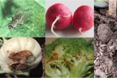 Überwachung der Eiablageaktivität der Kleinen Kohlfliege (Delia radicum)