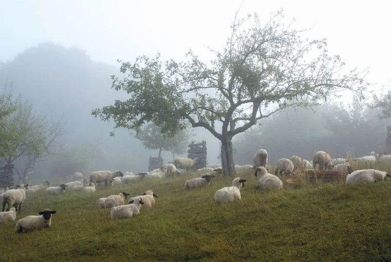 Schafe im Nebel
