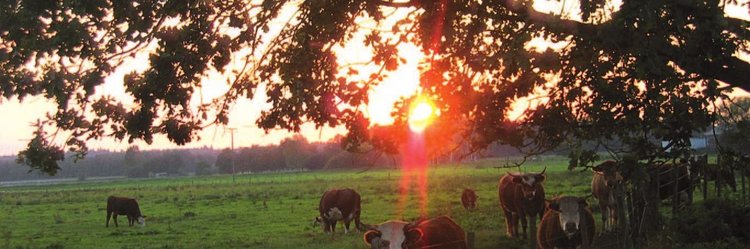 Rinder im Sonnenuntergang