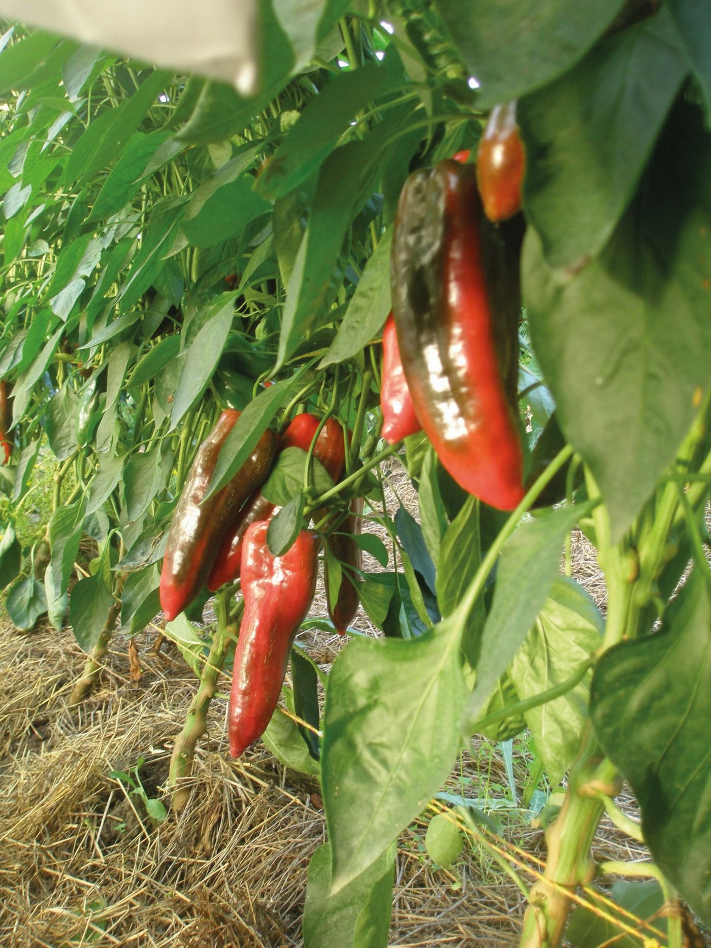 Paprika am Strauch