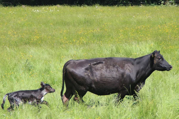 Kuh mit Kalb auf der Weide. Klick führt zu Großansicht.