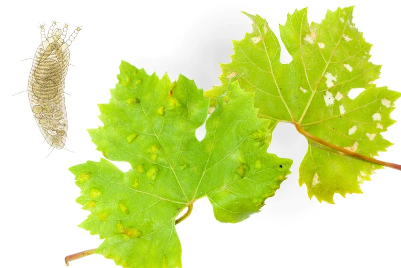 Pockenmilbe syn. Blattgallmilbe (Colomerus vitis), Filzkrankheit