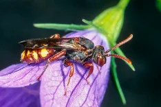 Glockenblumen-Wespenbiene (Nomada braunsiana SCHMIEDEKNECHT, 1882)