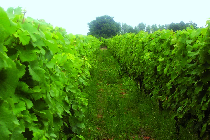 Zwischen Weinreben