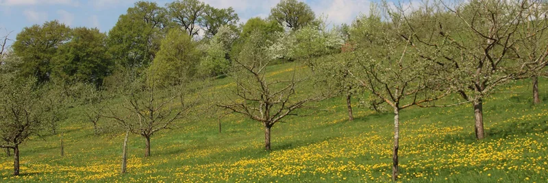 Streuobstwiese