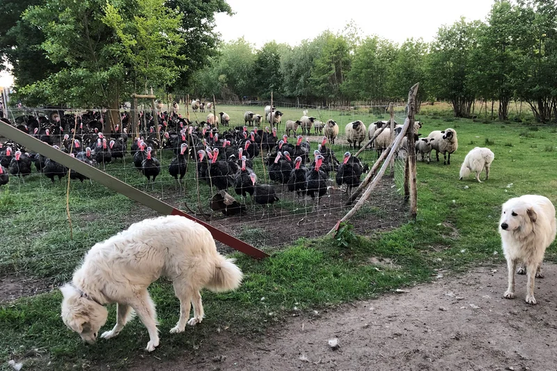Puten, Schafe, Hunde auf Weide. Klick führt zu Großansicht im neuen Fenster.