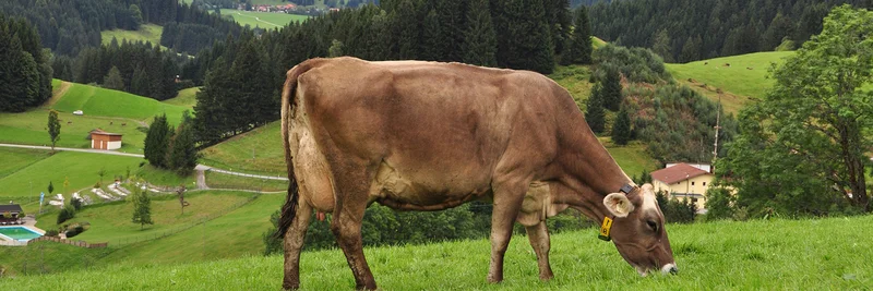 Kuh auf der Weide.