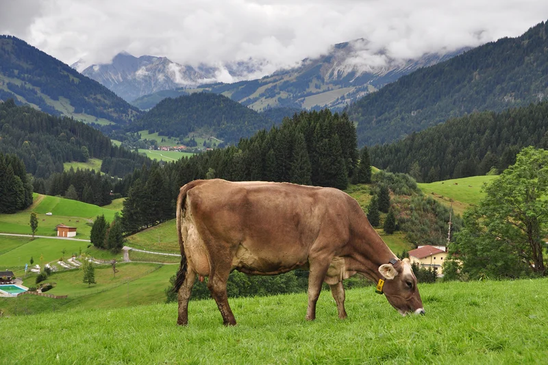 Parasitenbefall in ökologisch produzierenden Milchkuh-Betrieben