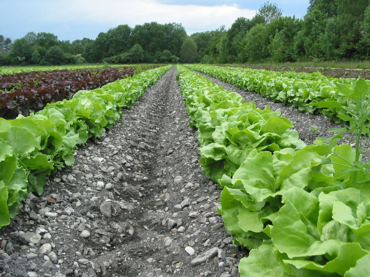 Salatreihen