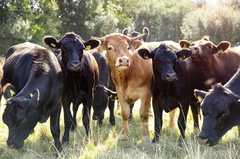 Braune und schwarze Rinder auf der Weide