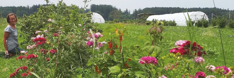 Bild vom Feld mit Blühstreifen
