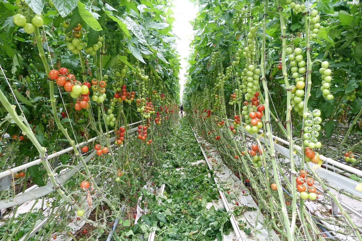 Tomatenanbau im Gewächshaus. Klick führt zu Großansicht im neuen Fenster.