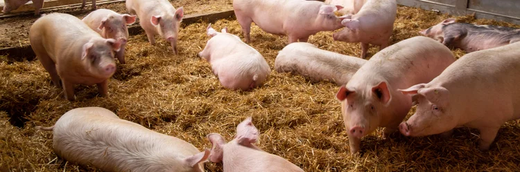 Schweine im Stroh.