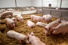 Wann kommt das Staatliche Tierwohlkennzeichen?