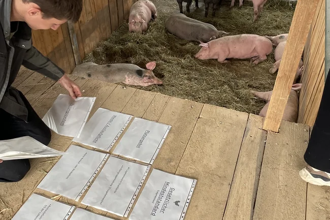 Ein Mann, wie er Zettel in einem Schweinestall ordnet.