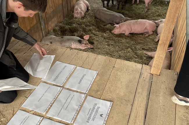 Ein Mann, wie er Zettel in einem Schweinestall ordnet.