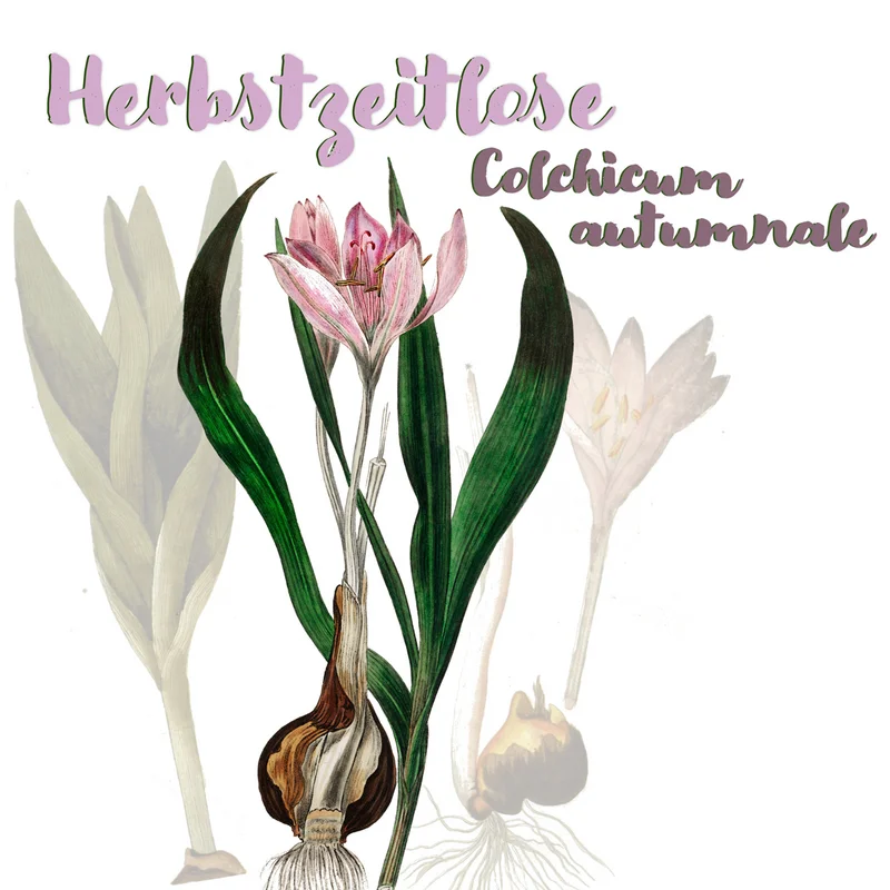 Grafik der Herbstzeitlose. Klick führt zu Großansicht in einer Lightbox. Zum Schließen der Lightbox ESC drücken.