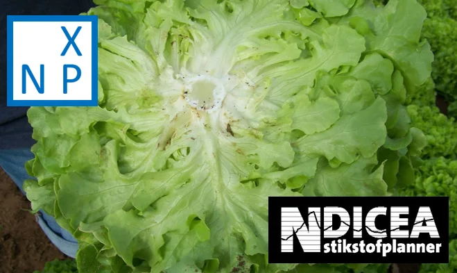 Blick auf die Rückseite eines Salatkopfes. Logos der EDV-Progranne N-Expert und NDICE wurden in das Bild integriert. Klick führt zu Großansicht.