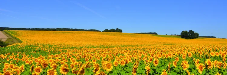 Feld mit Sonnenblumen
