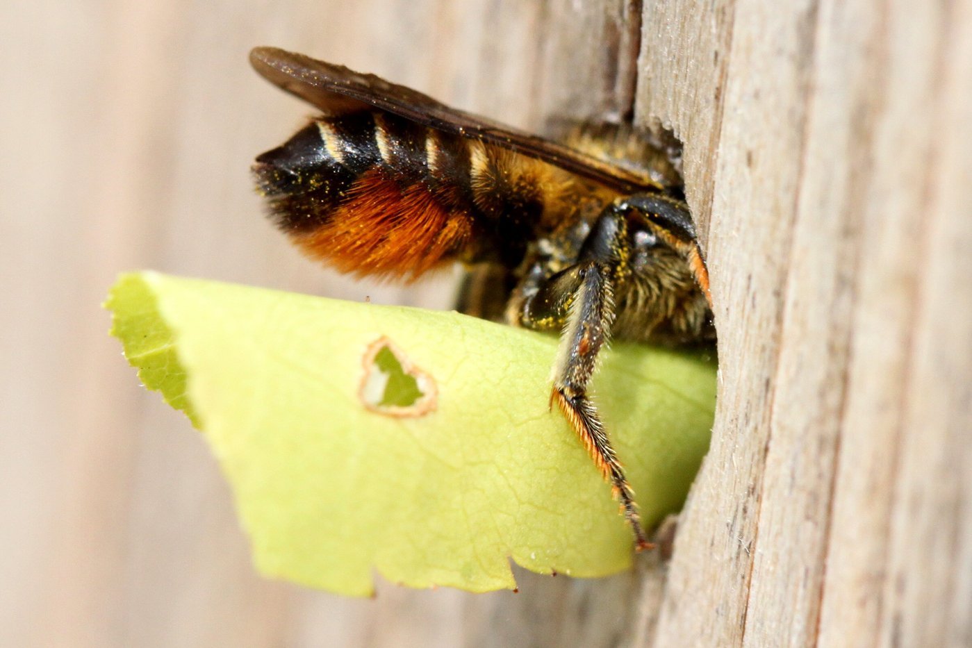 Bunte Blattschneiderbiene trägt ein Blatt ein. Klick führt zu Großansicht in neuem Fenster.  