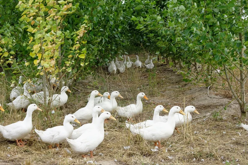 Weiße Mastenten im Agroforst-Baumstreifen