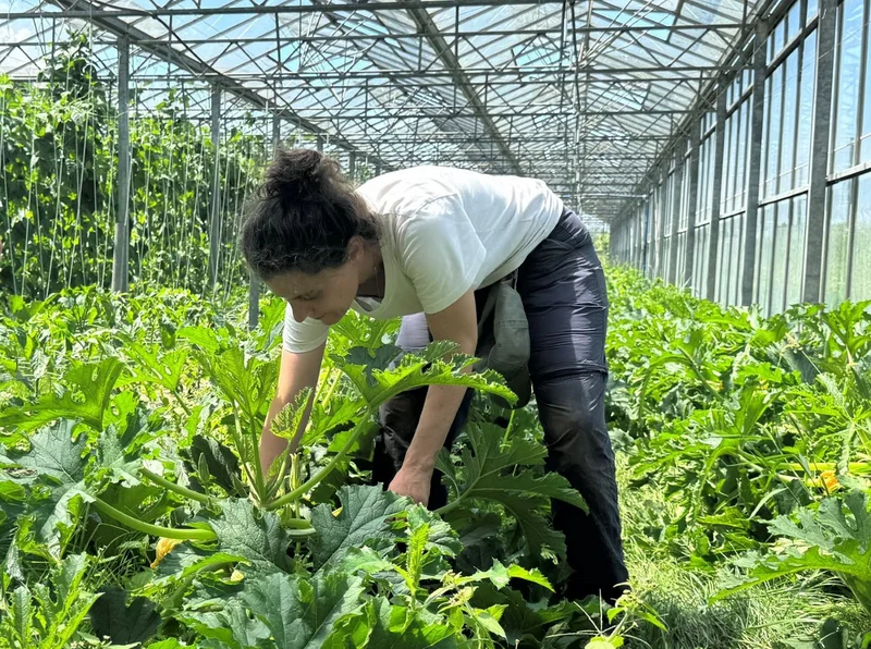 Frau erntet Gemüse in einem Gewächshaus.