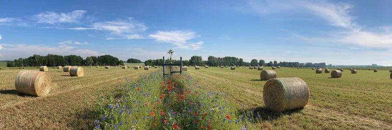 Links und rechts eines Baumstreifens mit Blütenpflanzen liegen Strohballen auf einem abgeernteten Acker.