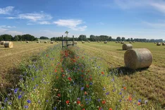 Agroforst auf Pachtflächen