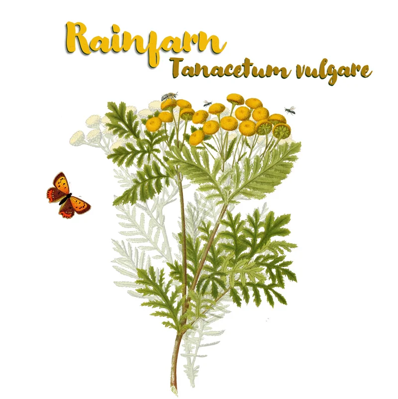 Grafik des Rainfarn.
