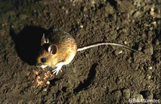 Waldmaus (Apodemus sylvaticus)