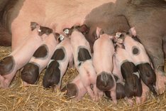 Bio-Schweine brauchen Stroh und Frischluft