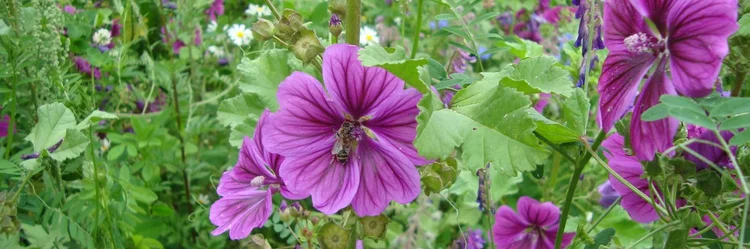 Violette Blüten
