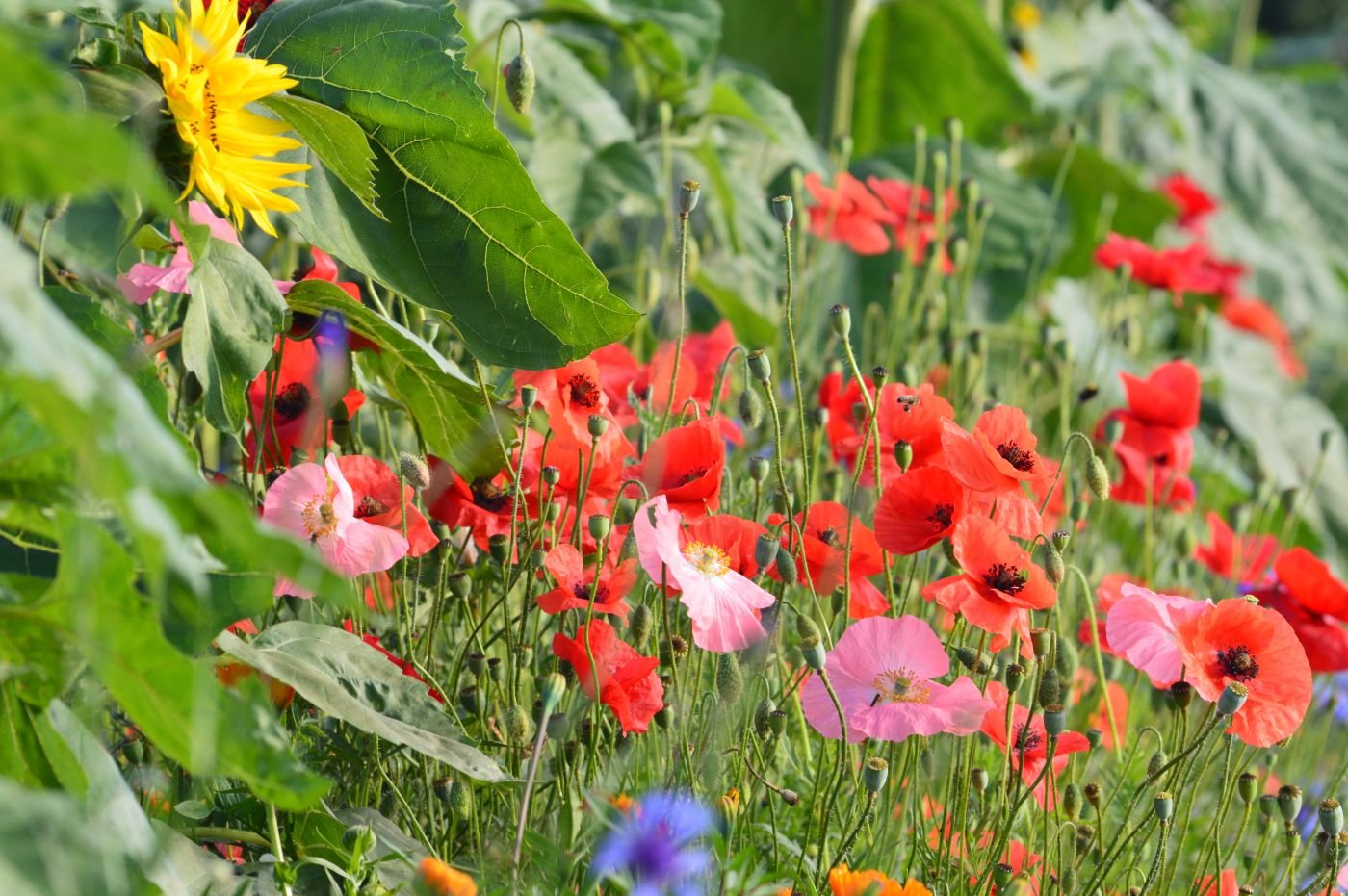 blühender Mohn