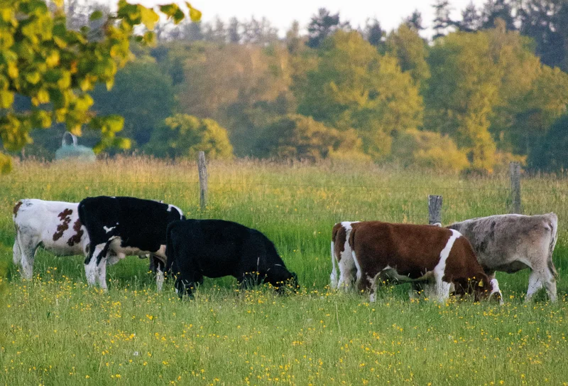 Kühe auf der Weide