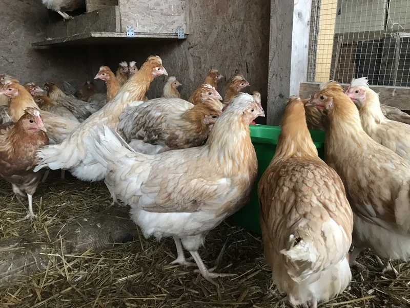 Zweinutzungshühner in einem Stall