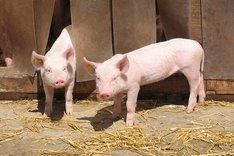 Zwei Ferkel.