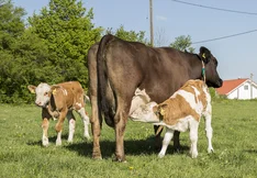 WSNuKa: Fleisch von Nutzkälbern aus der Bio-Milchviehhaltung
