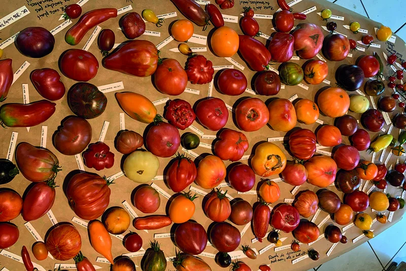 Verschiedene Tomatensorten