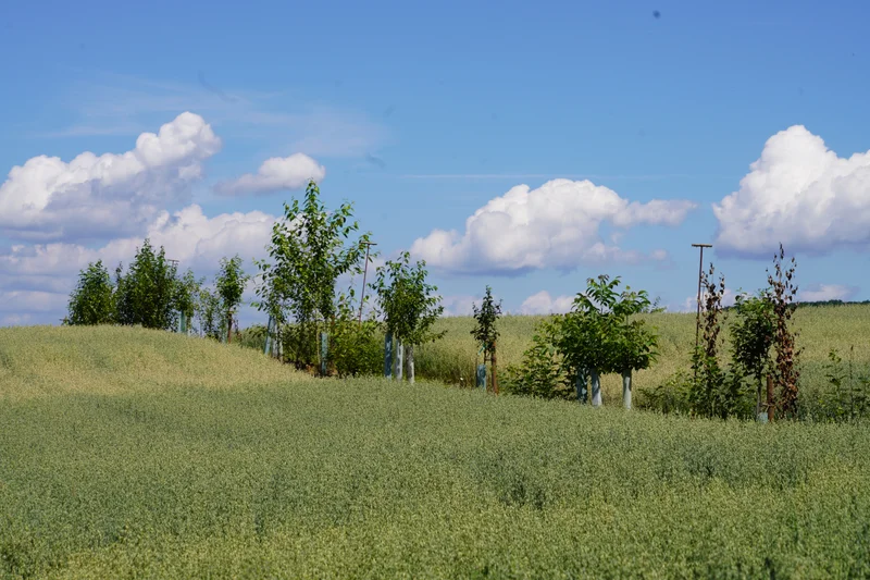 Ein Feld mit Agroforstelementen. Klick führt zu Großansicht.